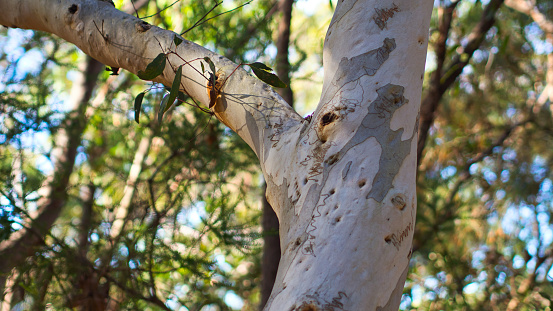 An Australian native eucalyptus tree trunk, partially sheds it's bark but leaves a distinctive curvy lines on a blurred background.