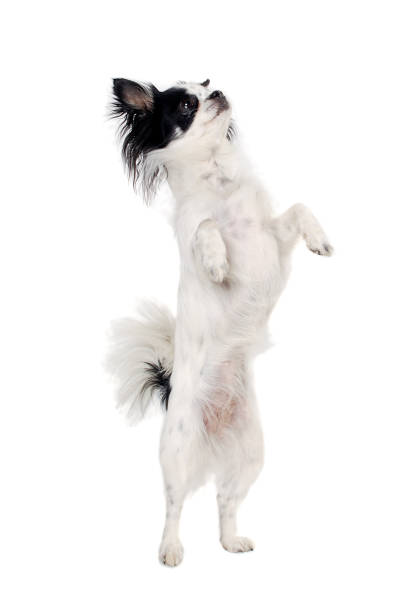 istock Chihuahua isolated on white background 1389653292