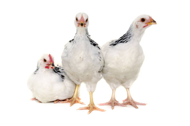 polli su sfondo bianco - chicken friendship three animals color image foto e immagini stock