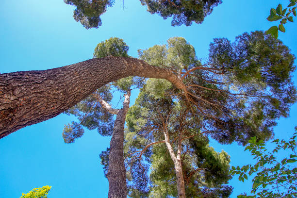 istock stunning trees with blue sky in the background 1389653491