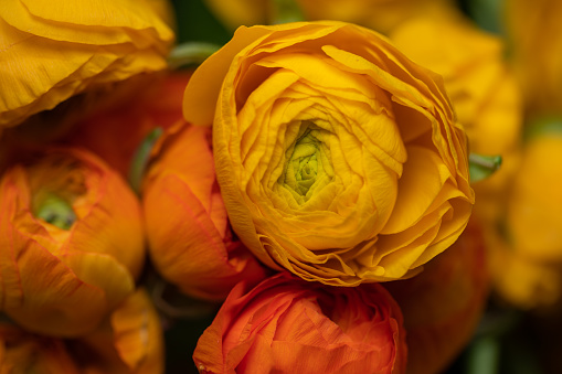 Close up of a bunch of yellow and orange ranunculus flowers