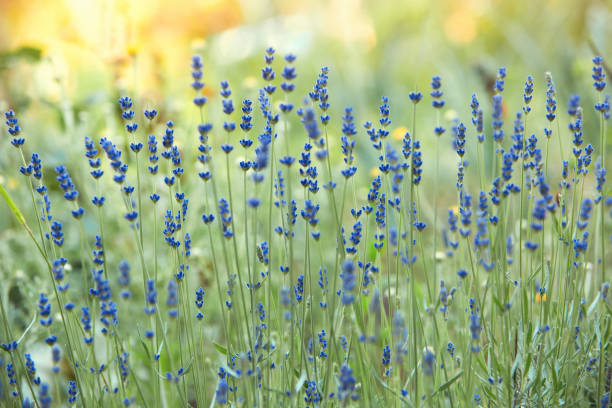 istock Flowers in landscape design 1389653597
