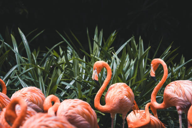 istock Pink Flamingos 1389653672
