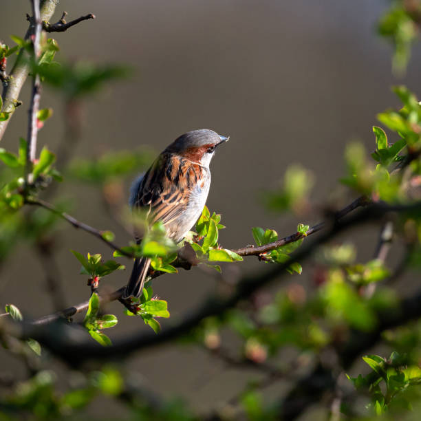 song bird standing on tree branch in spring