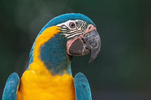 Close-up of a wild blue and yellow parrot on green nature background. Ultra high resolution image.