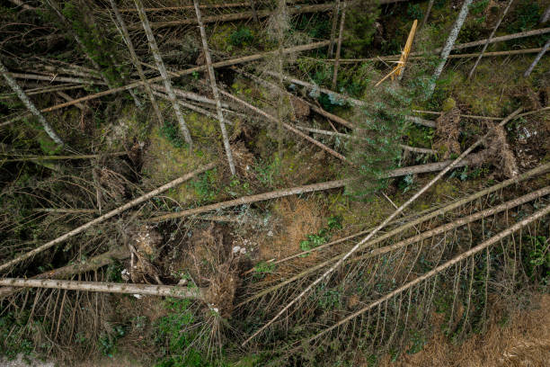 istock Aerial view of uprooted trees after gale force wind 1389653761