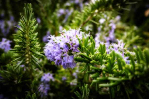 istock Rosemary flower, close-up 1389653978