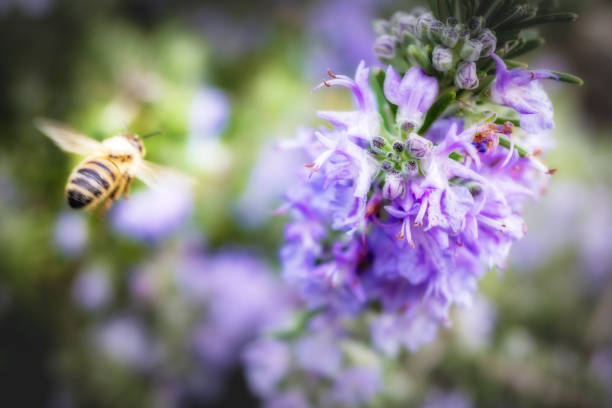 Every Spring in my garden I see hunfreds of bees flying around my rosemary bush, looking for pollen