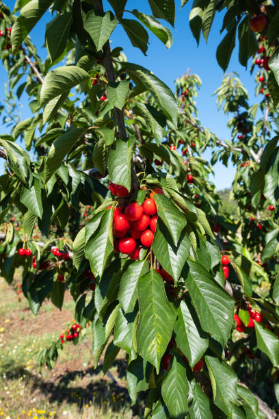 istock Fresh ripe sour cherry hanging on cherry tree in orchard. 1389654929