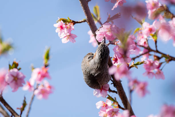 istock flowers and Wild Birds 1389655279