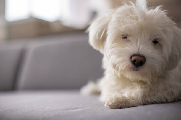 istock Cute Maltese dog, lying on the sofa 1389656463
