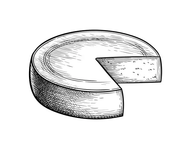 Vector illustration of Gruyere cheese ink sketch.