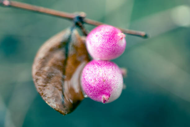 shrub plant with pink berries. close-up.