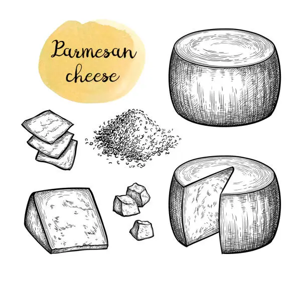 Vector illustration of Parmesan cheese ink sketch.