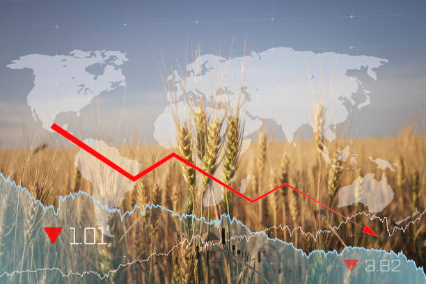 Global and European grain and wheat crisis after Russia's invasion of Ukraine stock photo