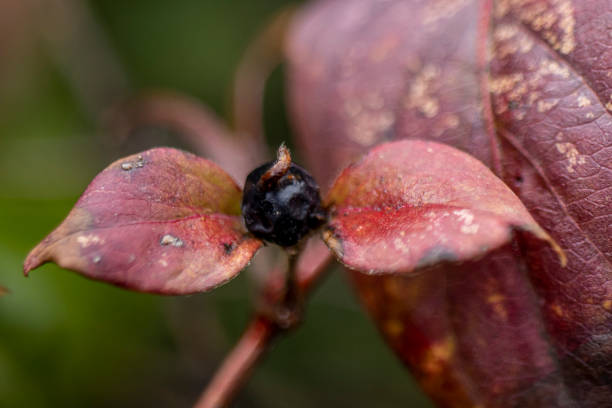 plant with black round seeds with red leaves. close-up. stock photo