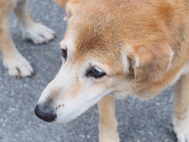 istock Red and white dog background on gray cement floor 1389661396
