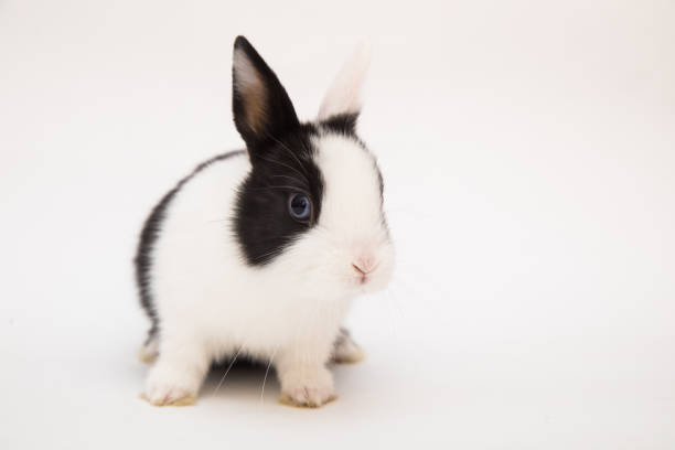 istock Cute bunny funny rabbit portrait 1389662965