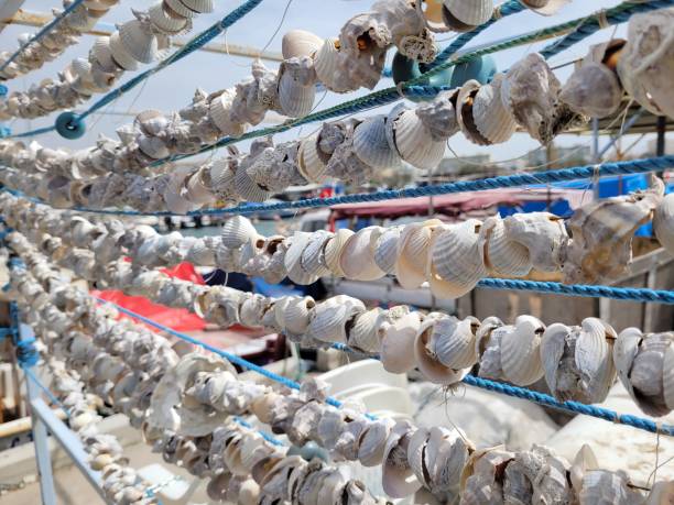 istock seashells lined up horizontally in a fishing port 1389662986