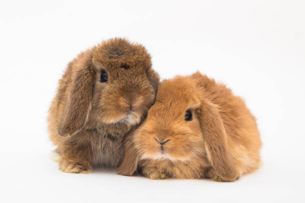 istock Cute bunny funny rabbit portrait 1389663018