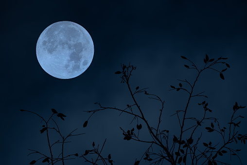 Full moon on the sky with tree branch silhouette.