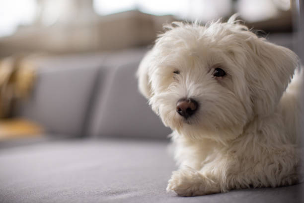 istock Cute Maltese dog, lying on the sofa 1389664337