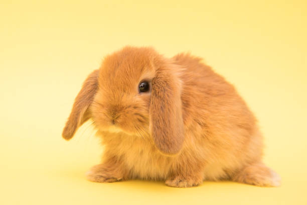 istock Cute bunny funny rabbit portrait 1389664405