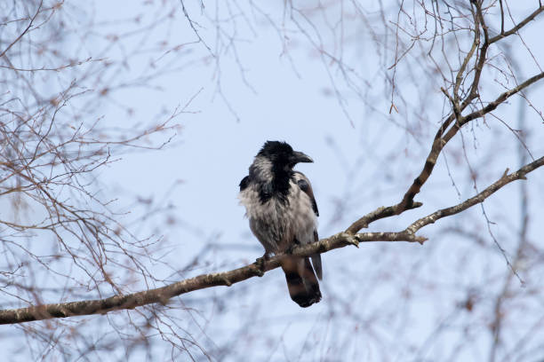 istock Hooded crow (Corvus corone cornix) perched on a branch 1389664522
