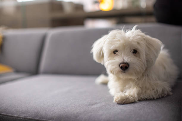 istock Maltese dog, lying on the sofa 1389664632
