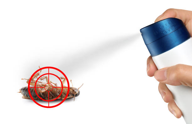 istock Pest control. Using household insecticide to kill cockroach on white background, closeup 1389666291