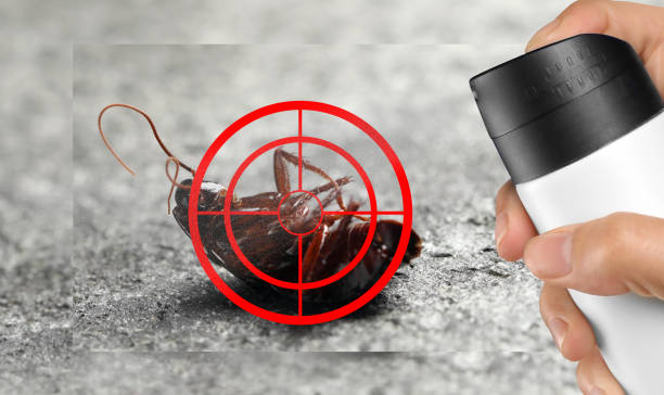 istock Pest control. Using household insecticide to kill cockroach at home, closeup 1389666413