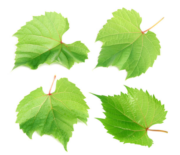 istock Set of green grape leaves on white background 1389666733