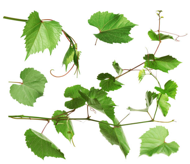 istock Set of grapevines with green leaves on white background 1389666737