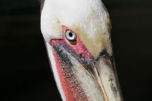 Pelican close up portrait at night