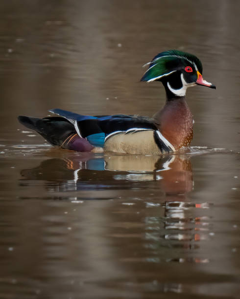 istock Wood Duck at Huntley Meadows Park in Virginia 1389669607