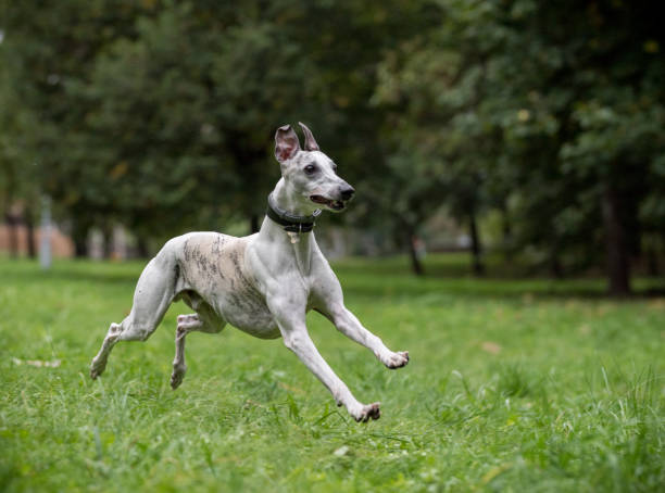 istock Whippet Breed Dog Running on the Grass. 1389669608