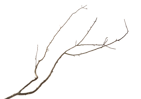 Old dry tree branch isolated on white