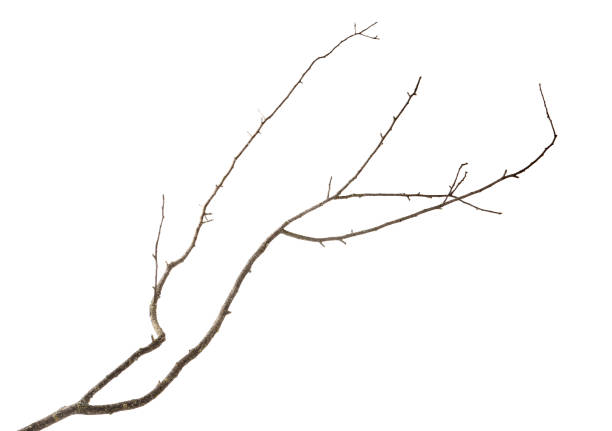 старая сухая ветвь дерева, изолированная на белом - bare tree dry tree branch стоковые фото и изображения