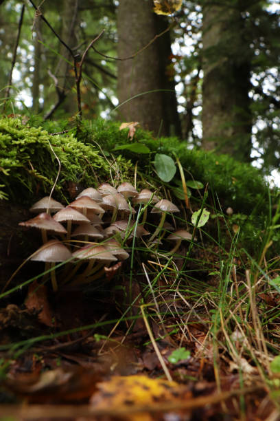 istock Small mushrooms growing in forest on sunny day 1389671575