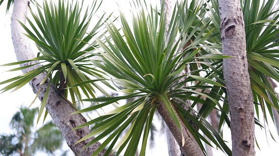 In the public parks in the city of Santa Cruz there is a great diversity of palm trees due to the climate and some of the parks gives an impression of a jungle. Santa Cruz in the major city on the Spanish Canary Island Tenerife.