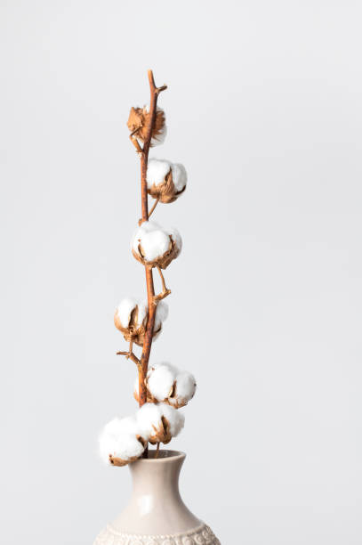 istock Branch with white fluffy cotton flowers against white wall flat lay. Delicate light beauty cotton background. Natural organic fiber, agriculture, cotton seeds, raw materials for making fabric 1389673405