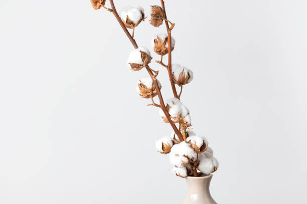 istock Branches with white fluffy cotton flowers against white wall flat lay. Delicate light beauty cotton background. Natural organic fiber, agriculture, cotton seeds, raw materials for making fabric 1389673408