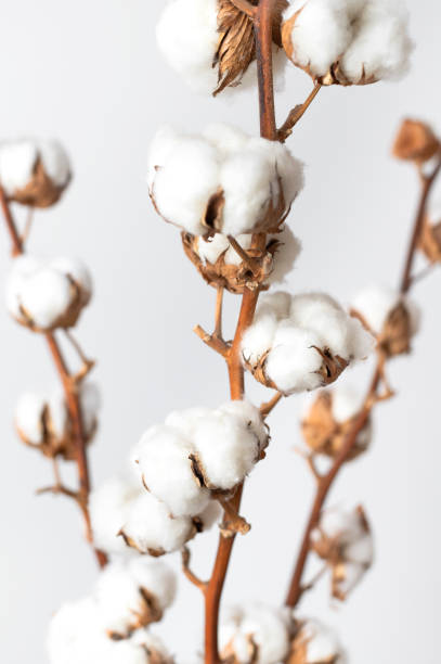 istock Branches with white fluffy cotton flowers against white wall flat lay. Delicate light beauty cotton background. Natural organic fiber, agriculture, cotton seeds, raw materials for making fabric 1389673409
