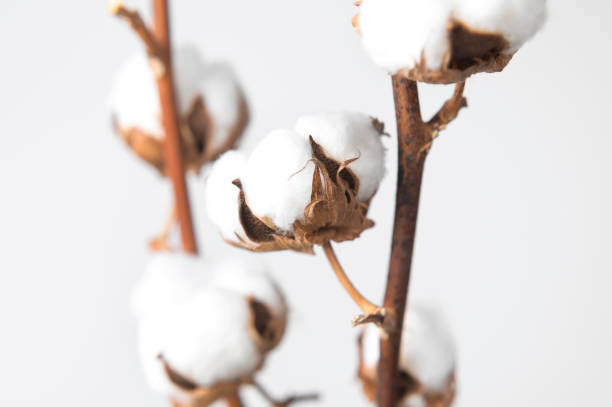 istock Branches with white fluffy cotton flowers against white wall flat lay. Delicate light beauty cotton background. Natural organic fiber, agriculture, cotton seeds, raw materials for making fabric 1389673411