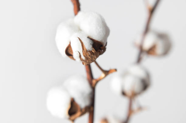 istock Branches with white fluffy cotton flowers against white wall flat lay. Delicate light beauty cotton background. Natural organic fiber, agriculture, cotton seeds, raw materials for making fabric 1389673414