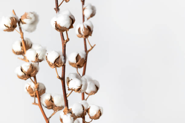 istock Branches with white fluffy cotton flowers against white wall flat lay. Delicate light beauty cotton background. Natural organic fiber, agriculture, cotton seeds, raw materials for making fabric 1389673415