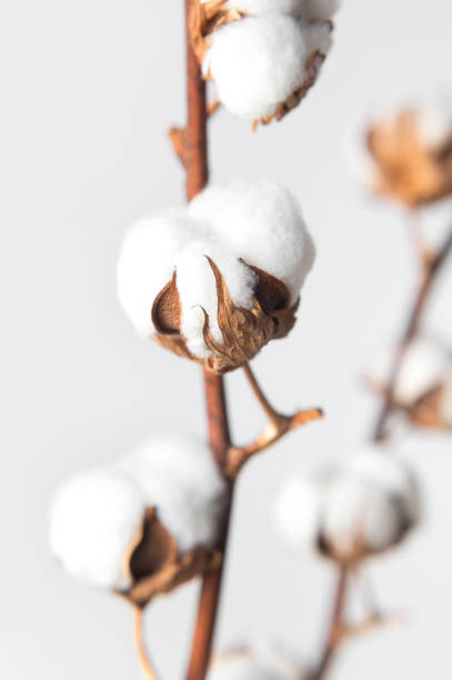 istock Branches with white fluffy cotton flowers against white wall flat lay. Delicate light beauty cotton background. Natural organic fiber, agriculture, cotton seeds, raw materials for making fabric 1389673416