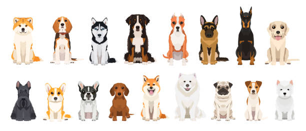 illustrazioni stock, clip art, cartoni animati e icone di tendenza di grande set vettoriale di diverse razze canine. design piatto - pit bull pit bull terrier dog pets