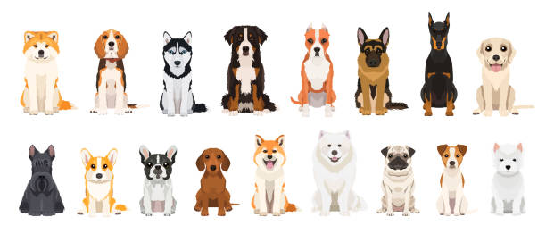 ilustrações, clipart, desenhos animados e ícones de grande conjunto vetorial de diferentes raças de cães. design plano - pit bull pit bull terrier dog pets