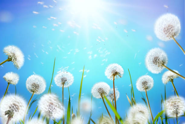 istock Dandelion seeds fly in the wind. 1389674584